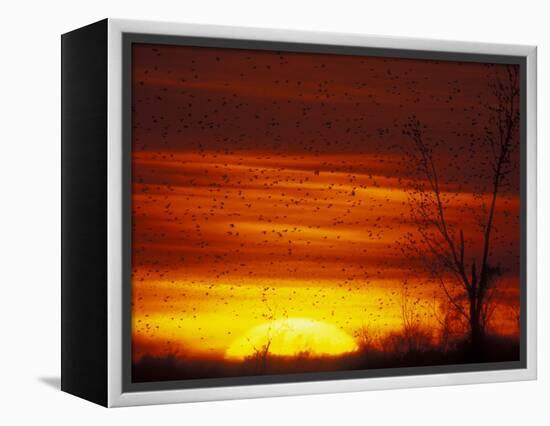 Large Flock of Blackbirds Silhouetted at Sunset, Missouri, USA-Arthur Morris-Framed Premier Image Canvas