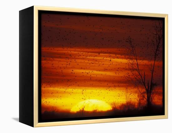 Large Flock of Blackbirds Silhouetted at Sunset, Missouri, USA-Arthur Morris-Framed Premier Image Canvas