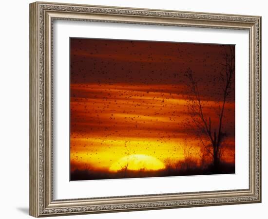 Large Flock of Blackbirds Silhouetted at Sunset, Missouri, USA-Arthur Morris-Framed Photographic Print