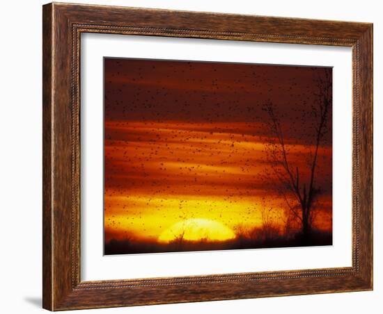 Large Flock of Blackbirds Silhouetted at Sunset, Missouri, USA-Arthur Morris-Framed Photographic Print