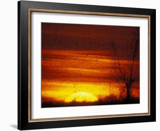 Large Flock of Blackbirds Silhouetted at Sunset, Missouri, USA-Arthur Morris-Framed Photographic Print