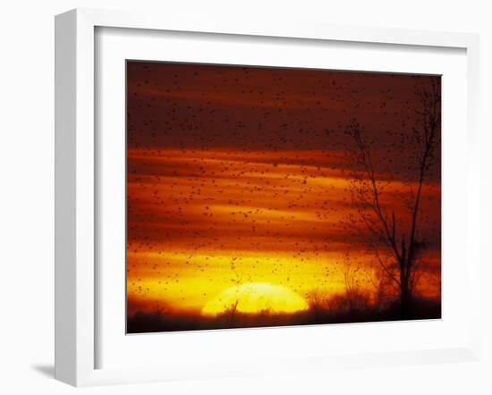 Large Flock of Blackbirds Silhouetted at Sunset, Missouri, USA-Arthur Morris-Framed Photographic Print