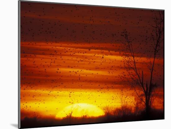 Large Flock of Blackbirds Silhouetted at Sunset, Missouri, USA-Arthur Morris-Mounted Photographic Print