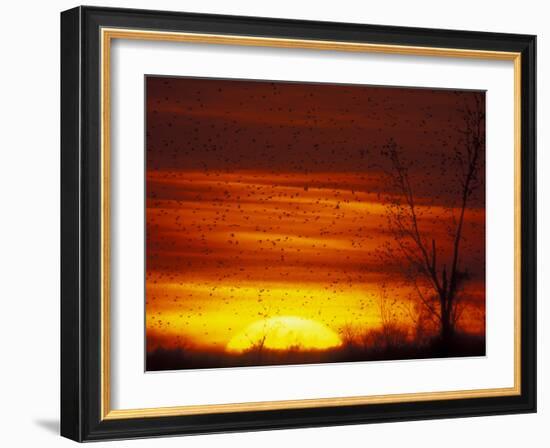 Large Flock of Blackbirds Silhouetted at Sunset, Missouri, USA-Arthur Morris-Framed Photographic Print