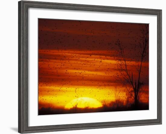 Large Flock of Blackbirds Silhouetted at Sunset, Missouri, USA-Arthur Morris-Framed Photographic Print