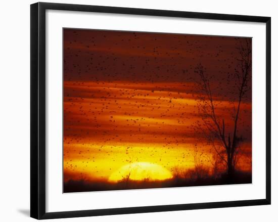 Large Flock of Blackbirds Silhouetted at Sunset, Missouri, USA-Arthur Morris-Framed Photographic Print