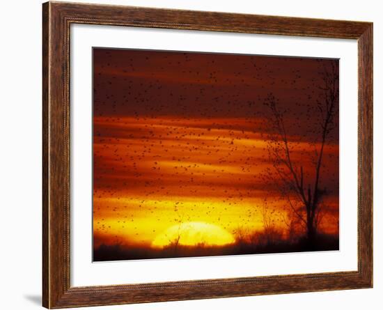 Large Flock of Blackbirds Silhouetted at Sunset, Missouri, USA-Arthur Morris-Framed Photographic Print