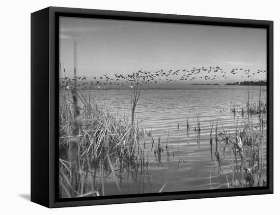 Large Flock of Canadian Geese Flying over Water-Andreas Feininger-Framed Premier Image Canvas