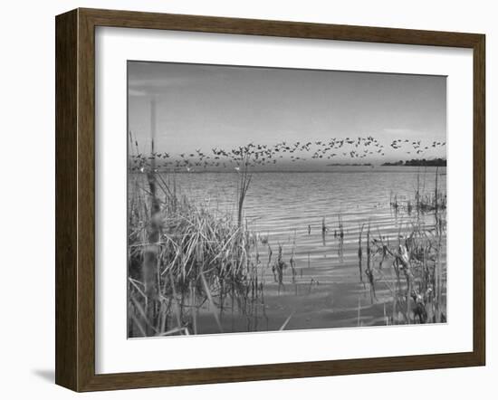 Large Flock of Canadian Geese Flying over Water-Andreas Feininger-Framed Photographic Print