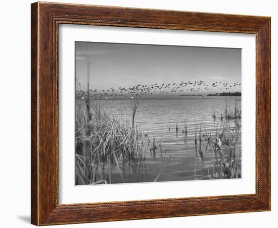 Large Flock of Canadian Geese Flying over Water-Andreas Feininger-Framed Photographic Print