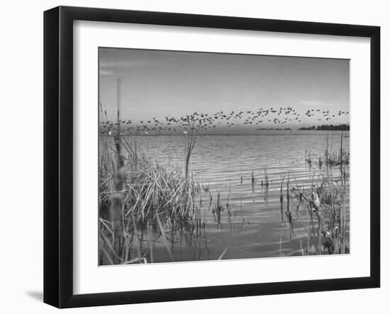 Large Flock of Canadian Geese Flying over Water-Andreas Feininger-Framed Photographic Print