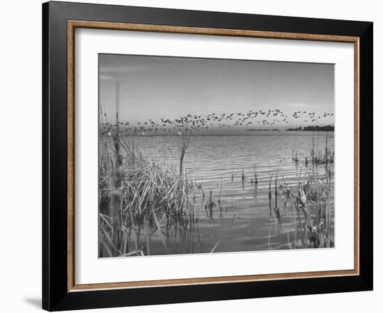 Large Flock of Canadian Geese Flying over Water-Andreas Feininger-Framed Photographic Print