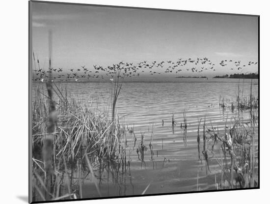 Large Flock of Canadian Geese Flying over Water-Andreas Feininger-Mounted Photographic Print