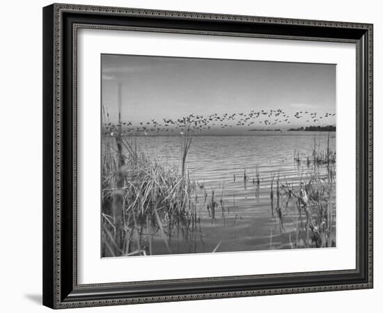 Large Flock of Canadian Geese Flying over Water-Andreas Feininger-Framed Photographic Print