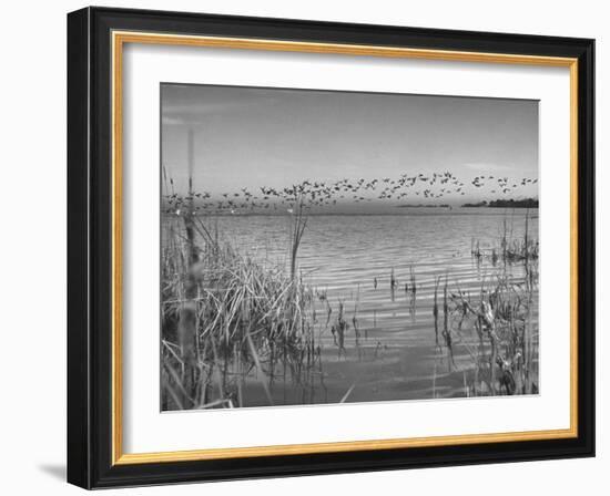 Large Flock of Canadian Geese Flying over Water-Andreas Feininger-Framed Photographic Print