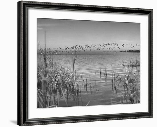 Large Flock of Canadian Geese Flying over Water-Andreas Feininger-Framed Photographic Print