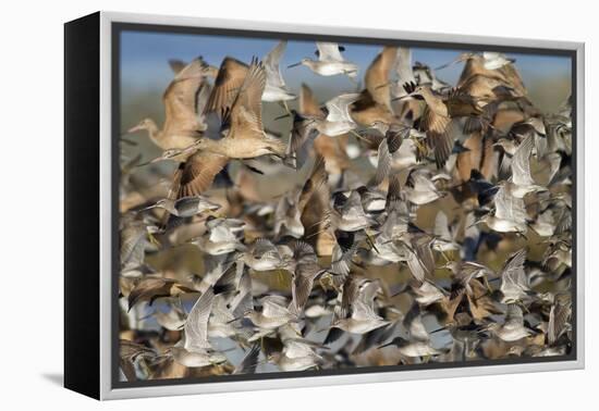 Large Flock of Shore Birds Takes Off-Hal Beral-Framed Premier Image Canvas