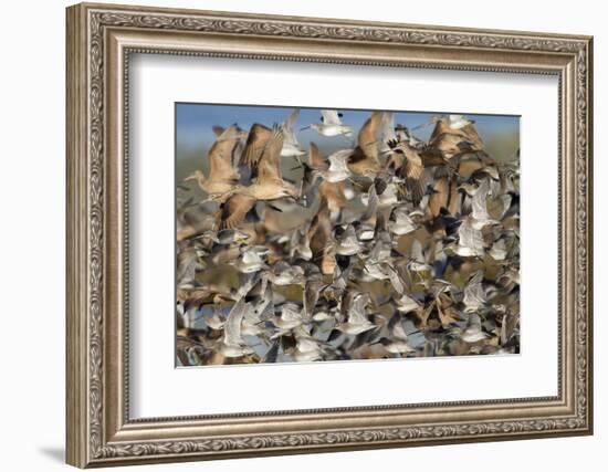 Large Flock of Shore Birds Takes Off-Hal Beral-Framed Photographic Print