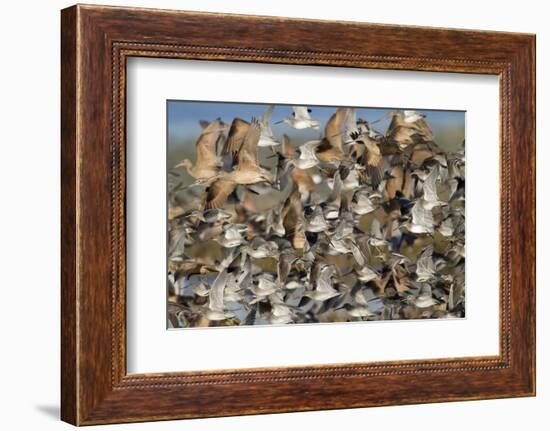 Large Flock of Shore Birds Takes Off-Hal Beral-Framed Photographic Print