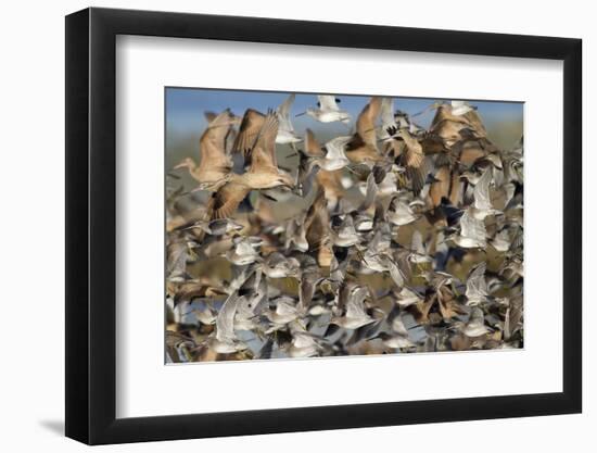 Large Flock of Shore Birds Takes Off-Hal Beral-Framed Photographic Print