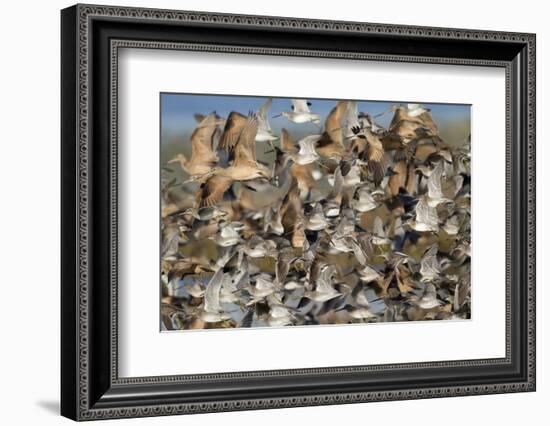 Large Flock of Shore Birds Takes Off-Hal Beral-Framed Photographic Print