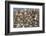 Large Flock of Shore Birds Takes Off-Hal Beral-Framed Photographic Print