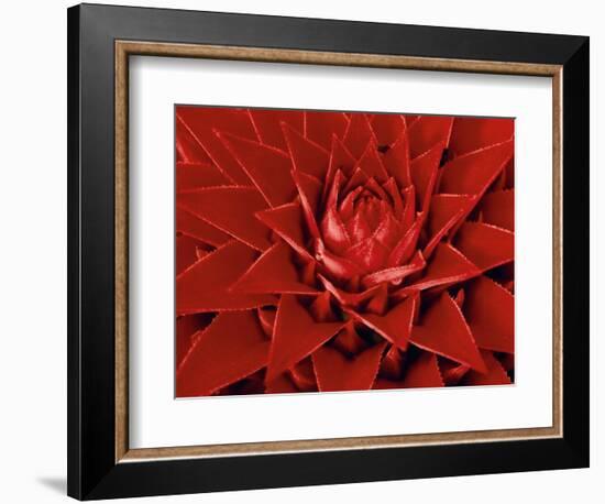 Large Flower of the Pineapple Family, Borro Colorado Island, Panama-Christian Ziegler-Framed Photographic Print