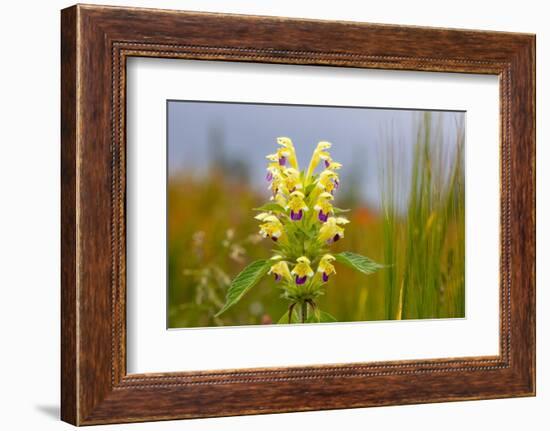 Large-flowered hemp-nettle growing on field margin, UK-Alex Hyde-Framed Photographic Print