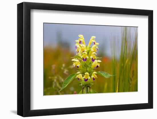 Large-flowered hemp-nettle growing on field margin, UK-Alex Hyde-Framed Photographic Print