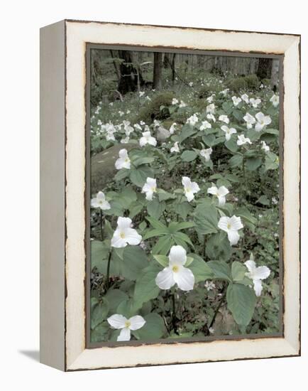 Large-Flowered Trillium, Great Smoky Mountains National Park, Tennessee, USA-Adam Jones-Framed Premier Image Canvas