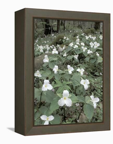 Large-Flowered Trillium, Great Smoky Mountains National Park, Tennessee, USA-Adam Jones-Framed Premier Image Canvas