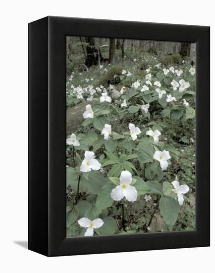 Large-Flowered Trillium, Great Smoky Mountains National Park, Tennessee, USA-Adam Jones-Framed Premier Image Canvas