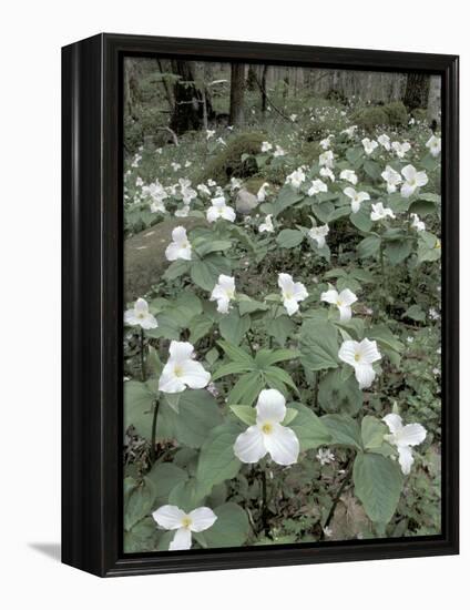 Large-Flowered Trillium, Great Smoky Mountains National Park, Tennessee, USA-Adam Jones-Framed Premier Image Canvas