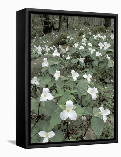 Large-Flowered Trillium, Great Smoky Mountains National Park, Tennessee, USA-Adam Jones-Framed Premier Image Canvas