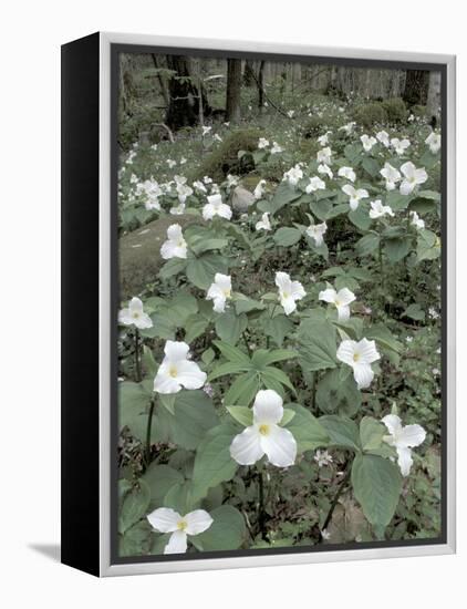 Large-Flowered Trillium, Great Smoky Mountains National Park, Tennessee, USA-Adam Jones-Framed Premier Image Canvas