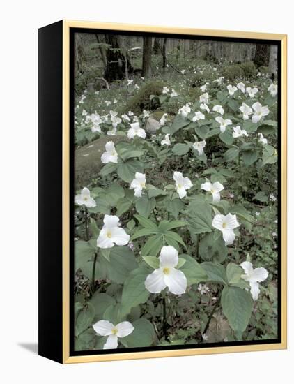 Large-Flowered Trillium, Great Smoky Mountains National Park, Tennessee, USA-Adam Jones-Framed Premier Image Canvas