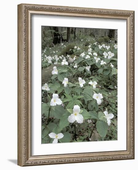 Large-Flowered Trillium, Great Smoky Mountains National Park, Tennessee, USA-Adam Jones-Framed Photographic Print
