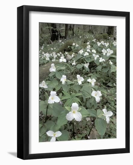 Large-Flowered Trillium, Great Smoky Mountains National Park, Tennessee, USA-Adam Jones-Framed Photographic Print