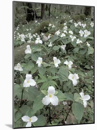 Large-Flowered Trillium, Great Smoky Mountains National Park, Tennessee, USA-Adam Jones-Mounted Photographic Print