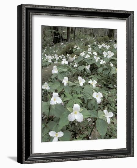 Large-Flowered Trillium, Great Smoky Mountains National Park, Tennessee, USA-Adam Jones-Framed Photographic Print