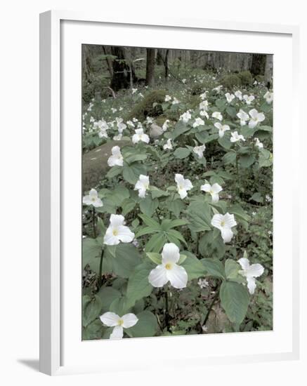 Large-Flowered Trillium, Great Smoky Mountains National Park, Tennessee, USA-Adam Jones-Framed Photographic Print