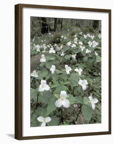 Large-Flowered Trillium, Great Smoky Mountains National Park, Tennessee, USA-Adam Jones-Framed Photographic Print