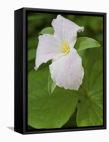 Large Flowered Trillium in Great Smoky Mountains National Park in Tennesse-Melissa Southern-Framed Premier Image Canvas