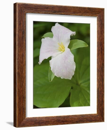 Large Flowered Trillium in Great Smoky Mountains National Park in Tennesse-Melissa Southern-Framed Photographic Print