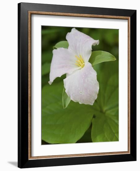 Large Flowered Trillium in Great Smoky Mountains National Park in Tennesse-Melissa Southern-Framed Photographic Print