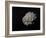 Large Grey Meteorite in the Universe Full of Stars-null-Framed Art Print