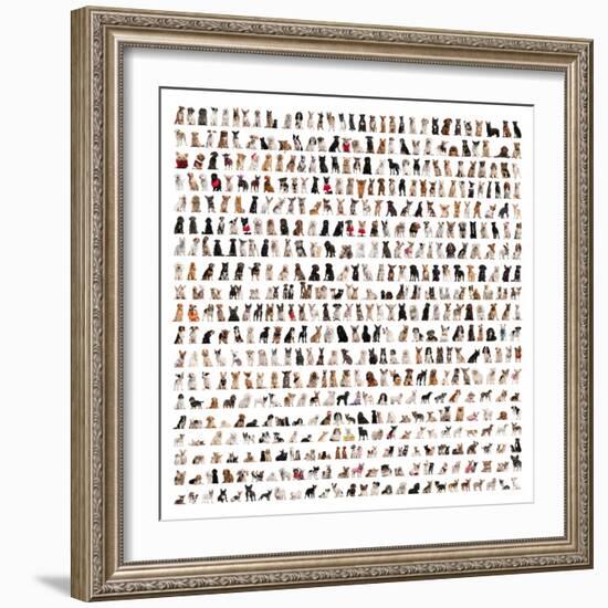Large Group Of Dog Breeds In Front Of A White Background-Life on White-Framed Premium Giclee Print