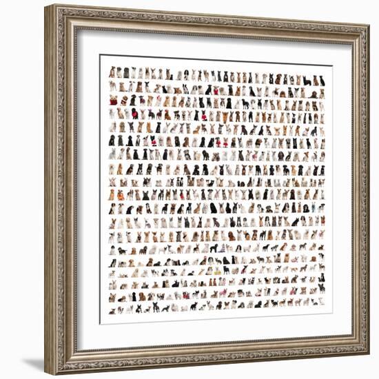 Large Group Of Dog Breeds In Front Of A White Background-Life on White-Framed Art Print
