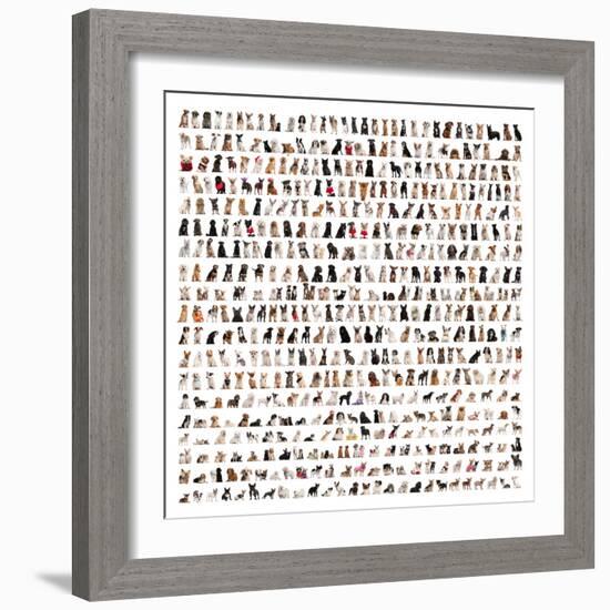 Large Group Of Dog Breeds In Front Of A White Background-Life on White-Framed Art Print