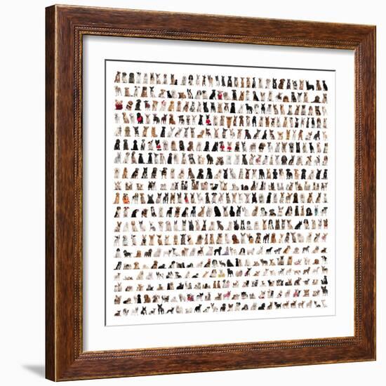 Large Group Of Dog Breeds In Front Of A White Background-Life on White-Framed Art Print